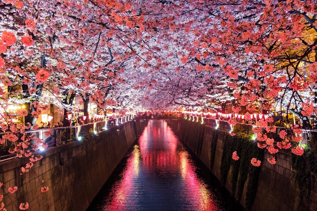 夜桜の画像